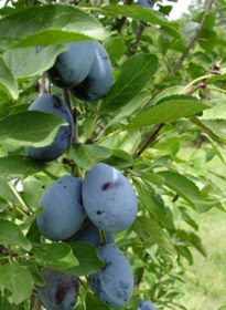 Photo of Stanley Prune-Plum Tree