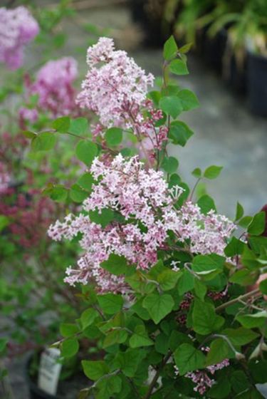 Photo of Josee Reblooming Lilac