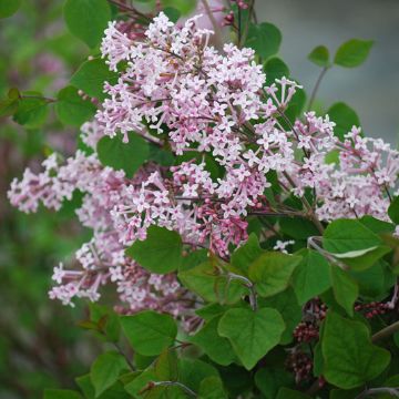 Photo of Josee Reblooming Lilac