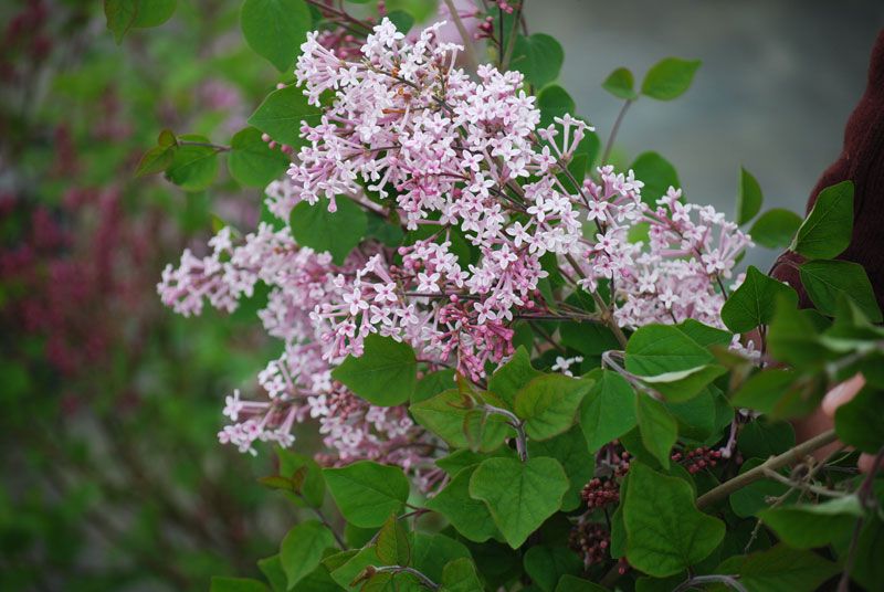 Reblooming Lilacs From Stark Bro S Everblooming Lilac Bushes