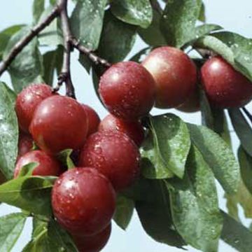 Photo of Bubblegum Plum® Tree