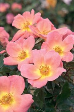 Photo of Rainbow Knock Out® Rose