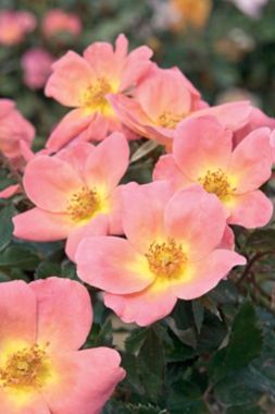 Photo of Rainbow Knock Out® Rose