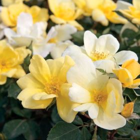 Photo of Sunny Knock Out® Rose