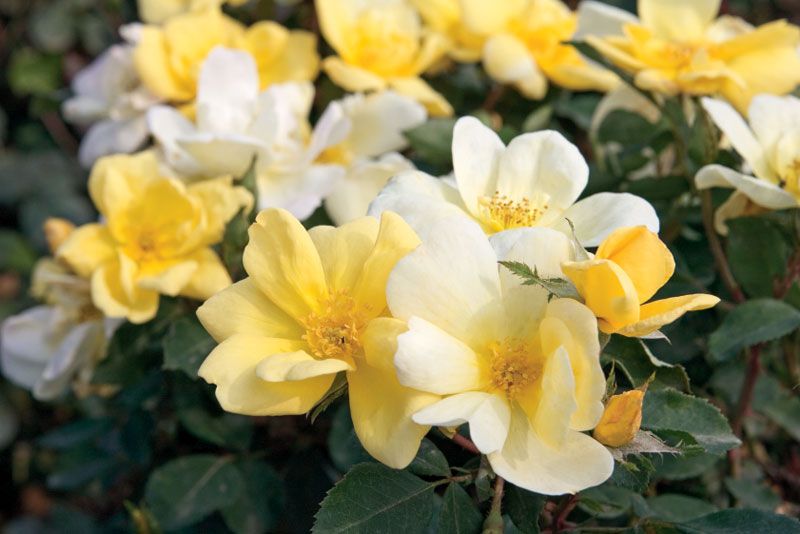 Sunny Knock Out Rose Sunny Knock Out Rose