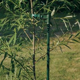 Starkspur® Red Delicious Apple Tree - Stark Bro's