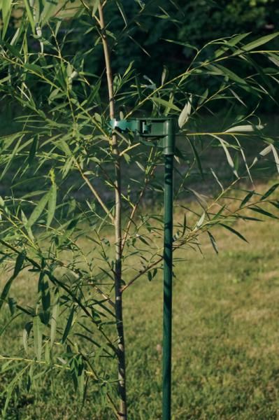 Buckeye Gala® Apple Tree - Stark Bro's