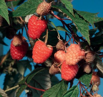 Caroline Red Raspberry Plant - Stark Bro’s