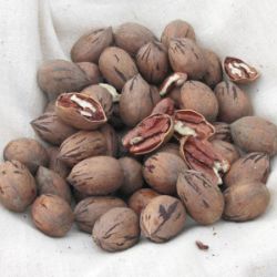 Photo of Peruque Pecan Tree
