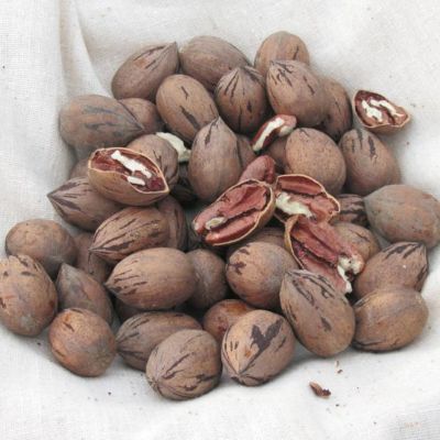 Photo of Peruque Pecan Tree