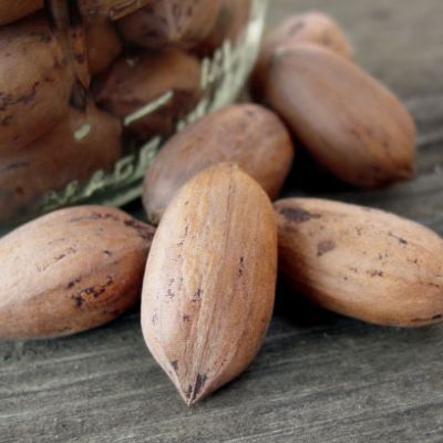 Photo of Missouri Hardy Pecan Tree
