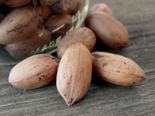 Pecan seeds grafted variety or native Organic cold hardy nut tree long lived 5
