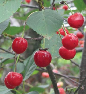 Photo of Stark® Surecrop™ Sour Cherry Tree