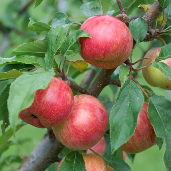 Crab Apple Pollination Chart