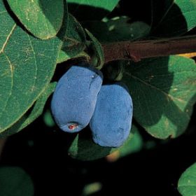 Photo of Blue Moon™ Honeyberry Plant
