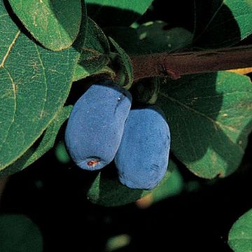 Photo of Blue Moon™ Honeyberry Plant