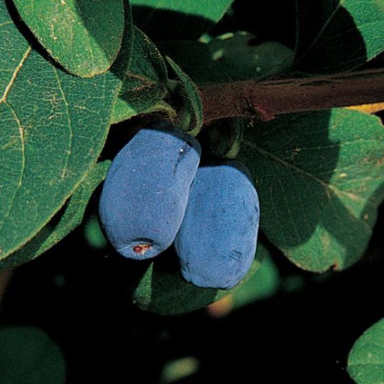 Photo of Blue Moon™ Honeyberry Plant