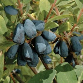 Photo of Blue Velvet™ Honeyberry Plant