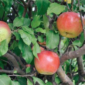 Photo of Ben Davis Apple Tree