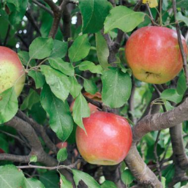 Photo of Ben Davis Apple Tree