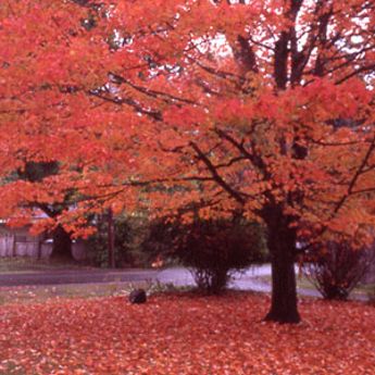 Landscape Trees