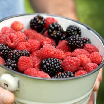 Berry Plants