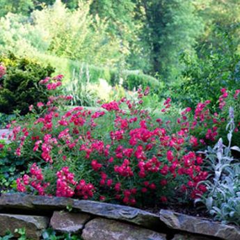 Garden Plants