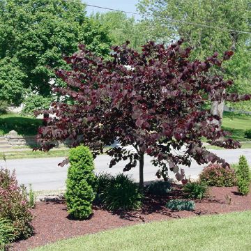 Photo of Forest Pansy Redbud Tree
