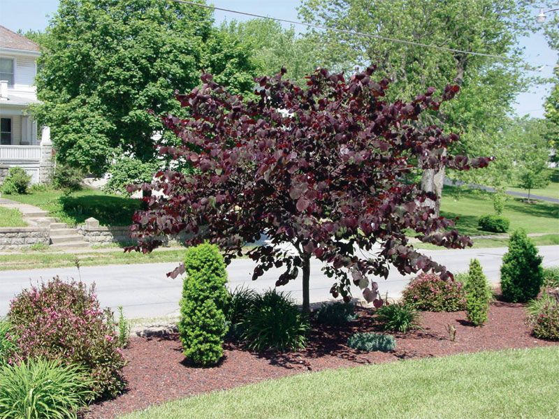 Forest Pansy Redbud Flowering Trees Stark Bro�s