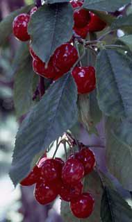 Photo of Starking® Hardy Giant™ Antique Sweet Cherry Tree