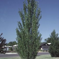 Photo of Lombardy Poplar
