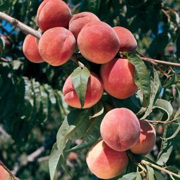 Photo of Burbank™ July Elberta Peach Tree