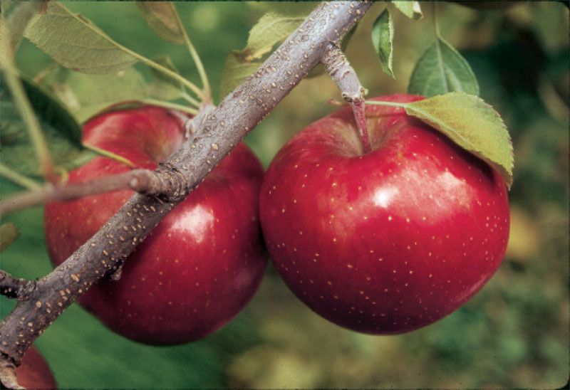 Stark® Super Red Fuji Apple - Apple Trees - Stark Bro's