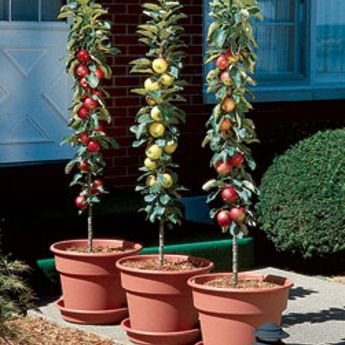 Columnar Fruit Trees