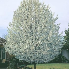 Photo of Cleveland Select Flowering Pear Tree