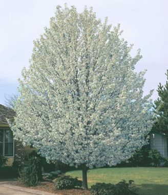 Photo of Cleveland Select Flowering Pear Tree