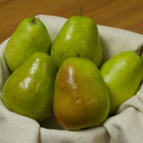 Photo of Anjou Pear Tree