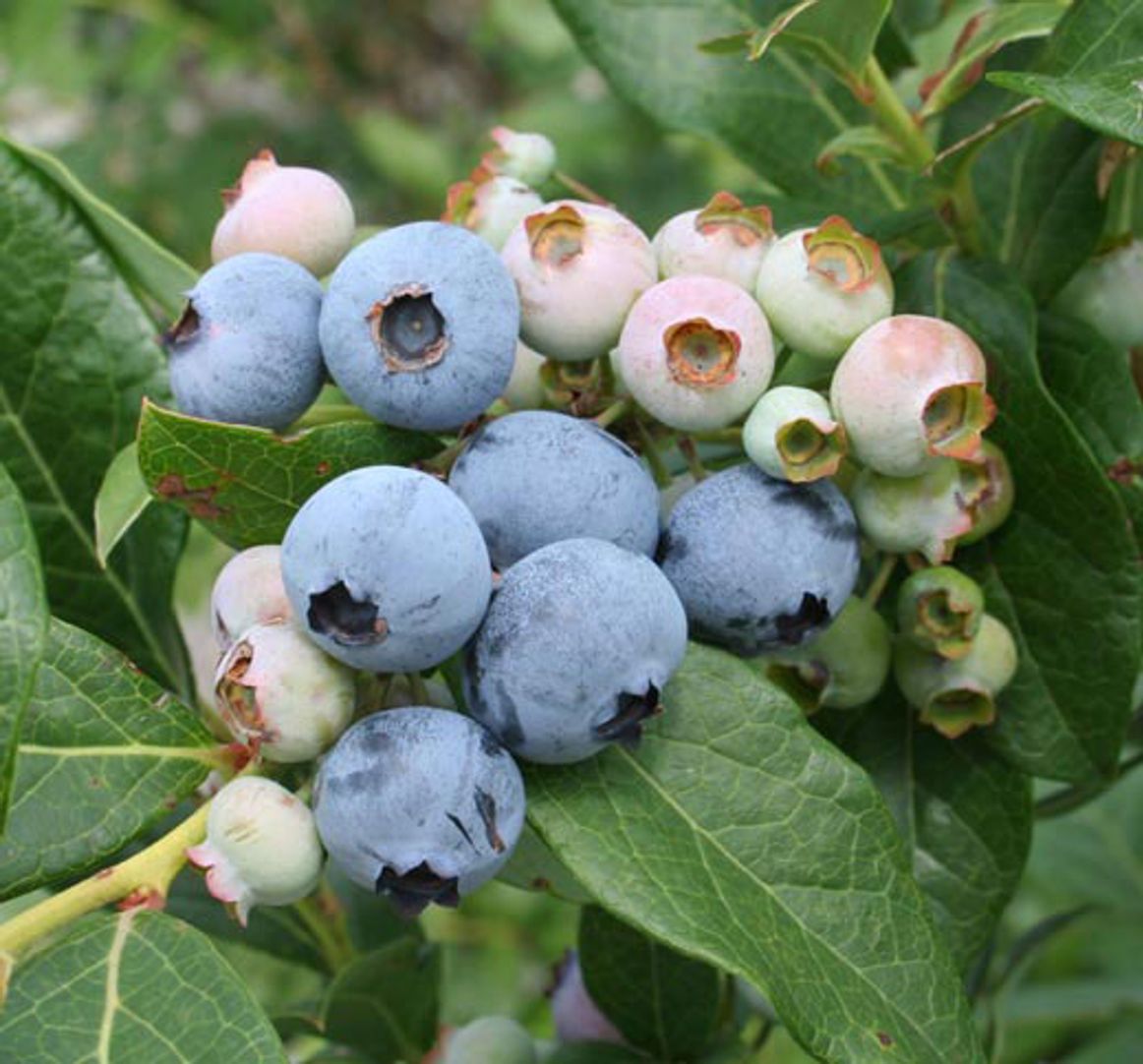 Razz Blueberry Plant - Stark Bro's