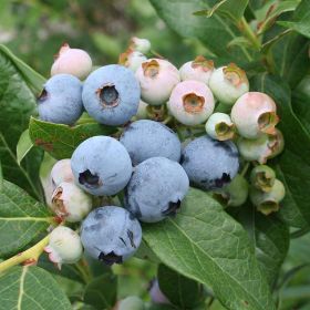 Photo of Razz Blueberry Plant
