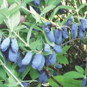 Photo of Cinderella Honeyberry Plant