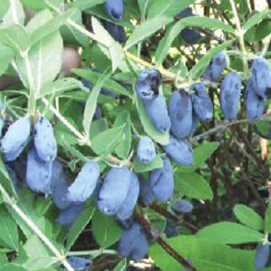 Photo of Cinderella Honeyberry Plant