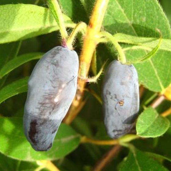 Photo of MidnightBlue Honeyberry Plant