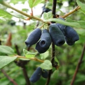 Photo of Night Mist Honeyberry Plant