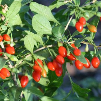 Goji Berry Plants