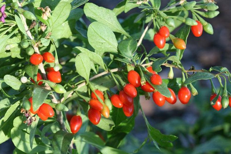 Goji Berry Plants