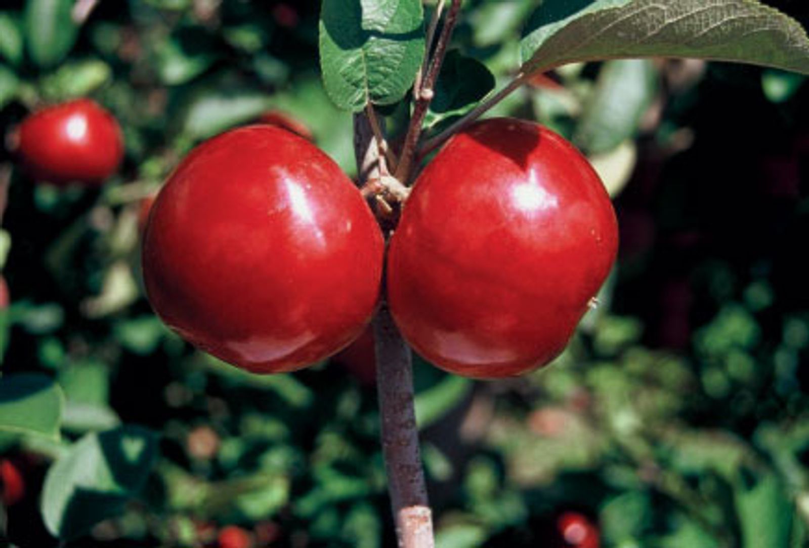 LindaMac® Apple Tree - Stark Bro's