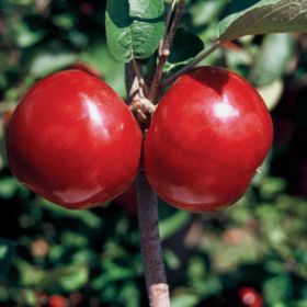 Photo of LindaMac® Apple Tree
