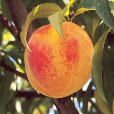 Photo of Catherina Peach Tree