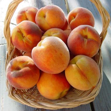 Photo of Venture™ Peach Tree