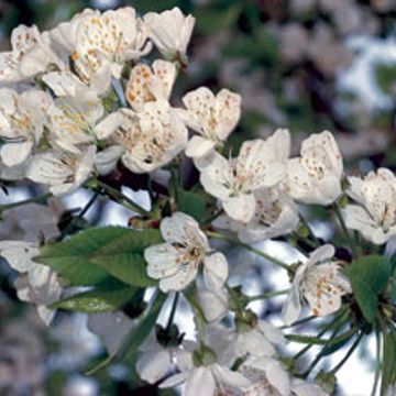 Photo of Sweet & Tart Cherry Tree Collection